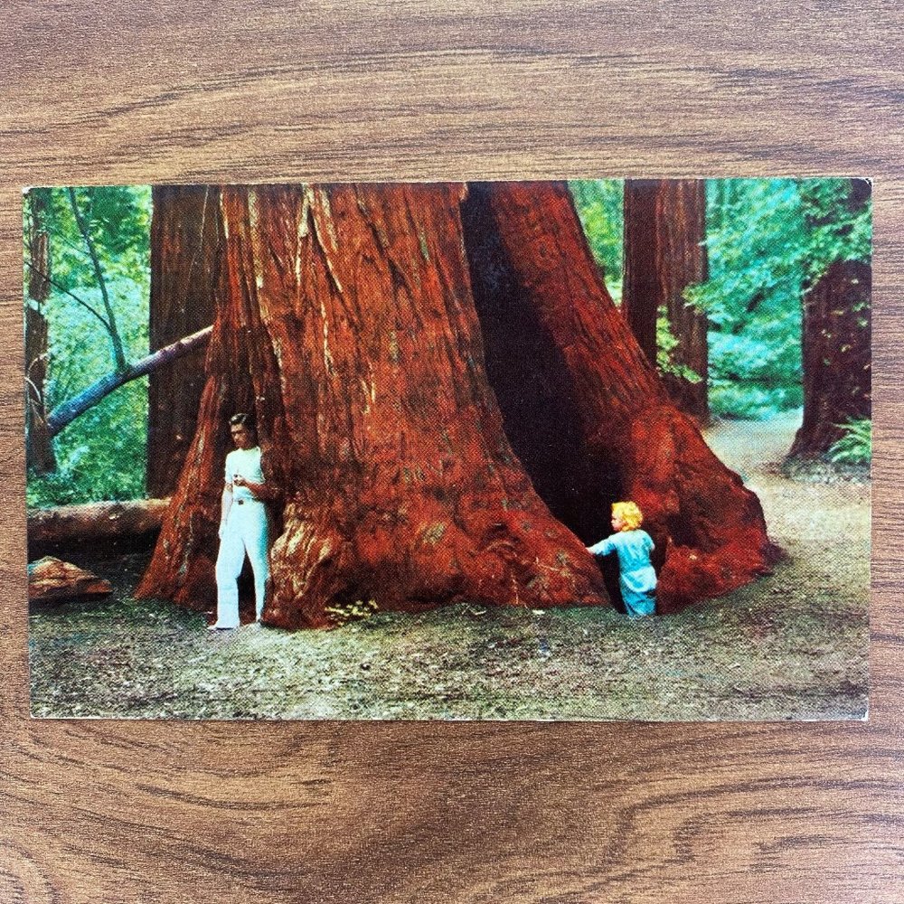 Vintage  California Souvenir Travel Postcard